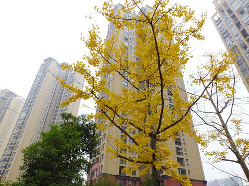 房地产市场的4大谎言,你听信了吗